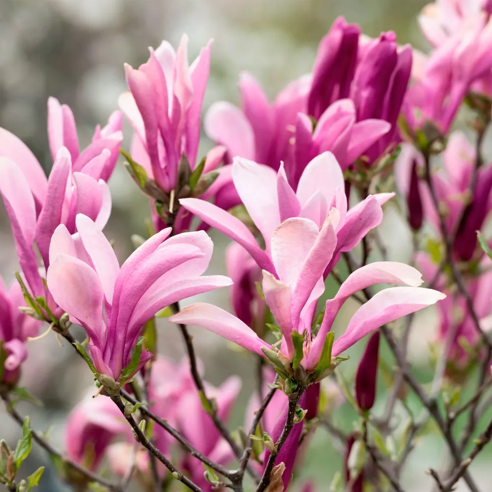 Aspirador para Estanque Magnolia caduca (colores variados)
