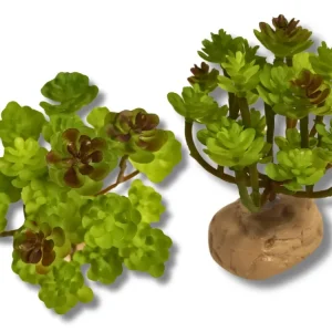 Bomba para Estanque Planta Sedum de decoración para terrarios - ReptilHábitat