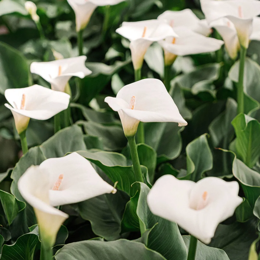 Filtro de Estanque Zantedeschia aethiopica (Cala blanca)