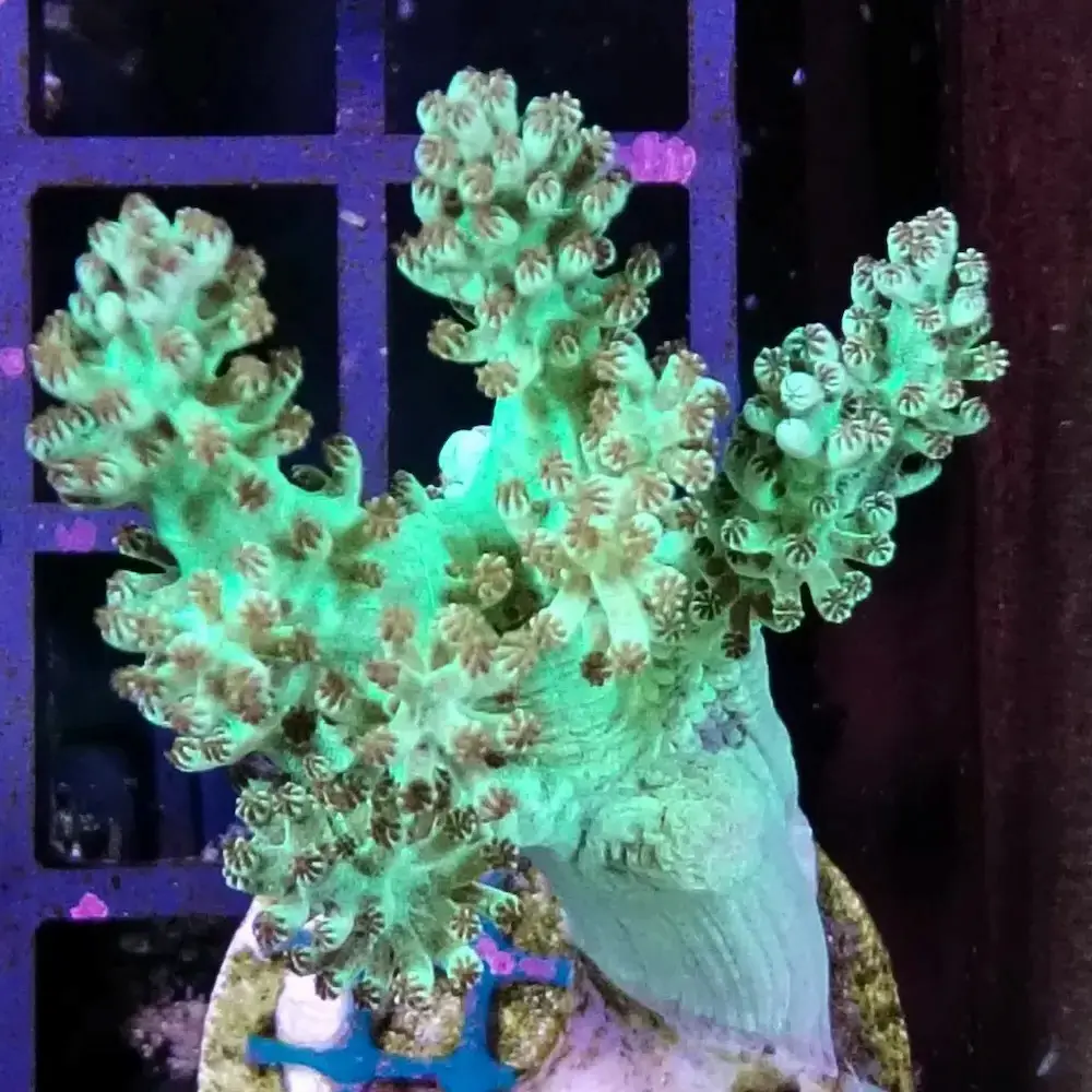 Frag Capnella Flúor S - Árbol de Kenia Flúor para Acuarios Marinos con Cable de 10m