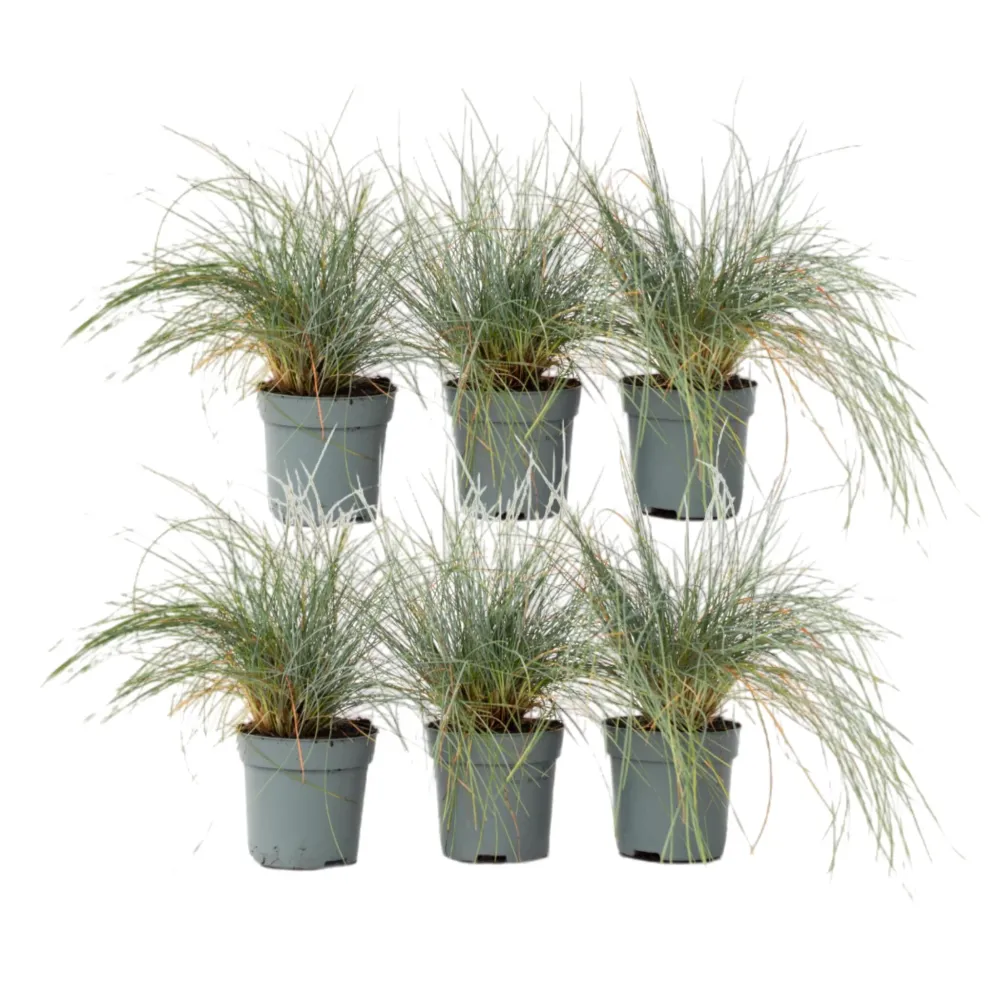 Premium para Estanque Festuca Azul - 6 Pzs - Festuca Glauca 'elijah Blue' - Altura 10-15cm - ⌀9cm