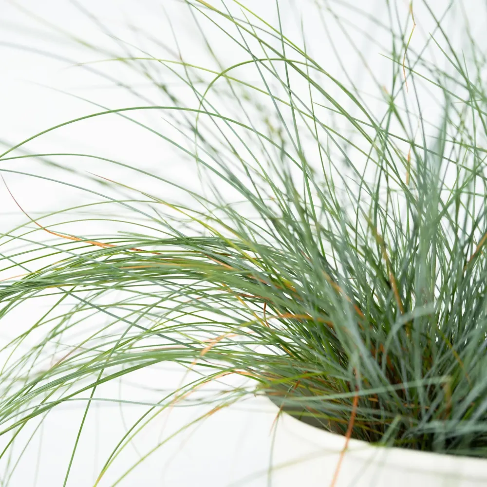 Premium para Estanque Festuca Azul - 6 Pzs - Festuca Glauca 'elijah Blue' - Altura 10-15cm - ⌀9cm