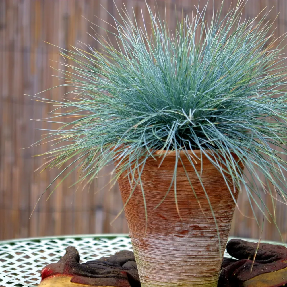 Premium para Estanque Festuca Azul - 6 Pzs - Festuca Glauca 'elijah Blue' - Altura 10-15cm - ⌀9cm