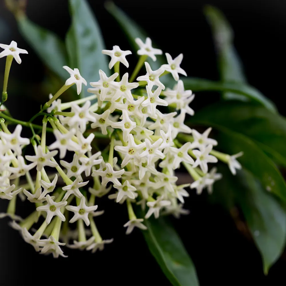 Profesional Impermeable Galán de Noche (Cestrum nocturnum)
