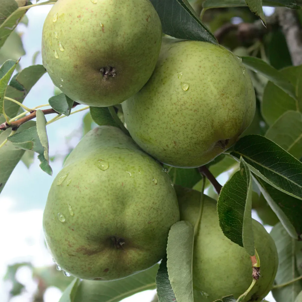 Alta Capacidad para Fiestas Peral 'Blanquilla' (Pyrus communis)