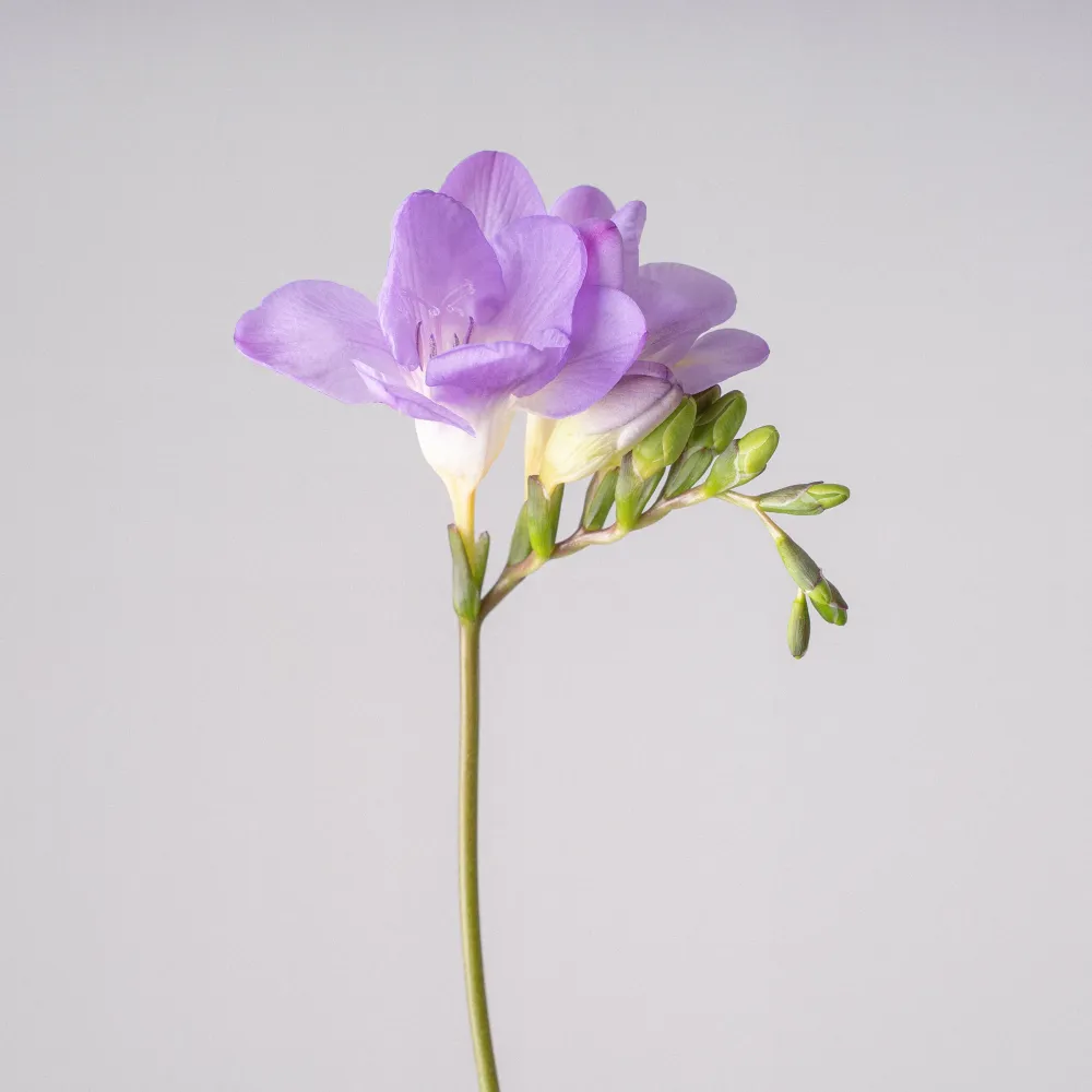Freidora de Patio Freesia