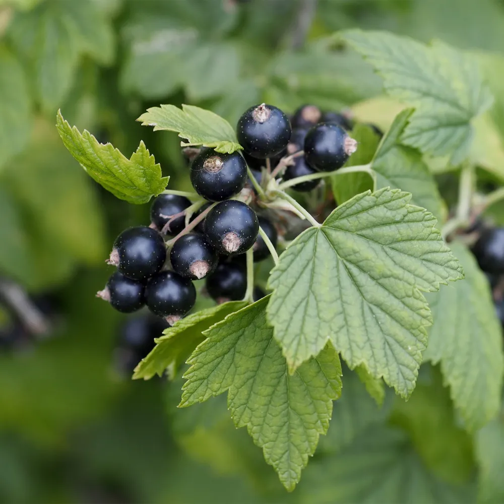 Grosellero 'Titania' (Ribes nigrum) para Patio y Jardín
