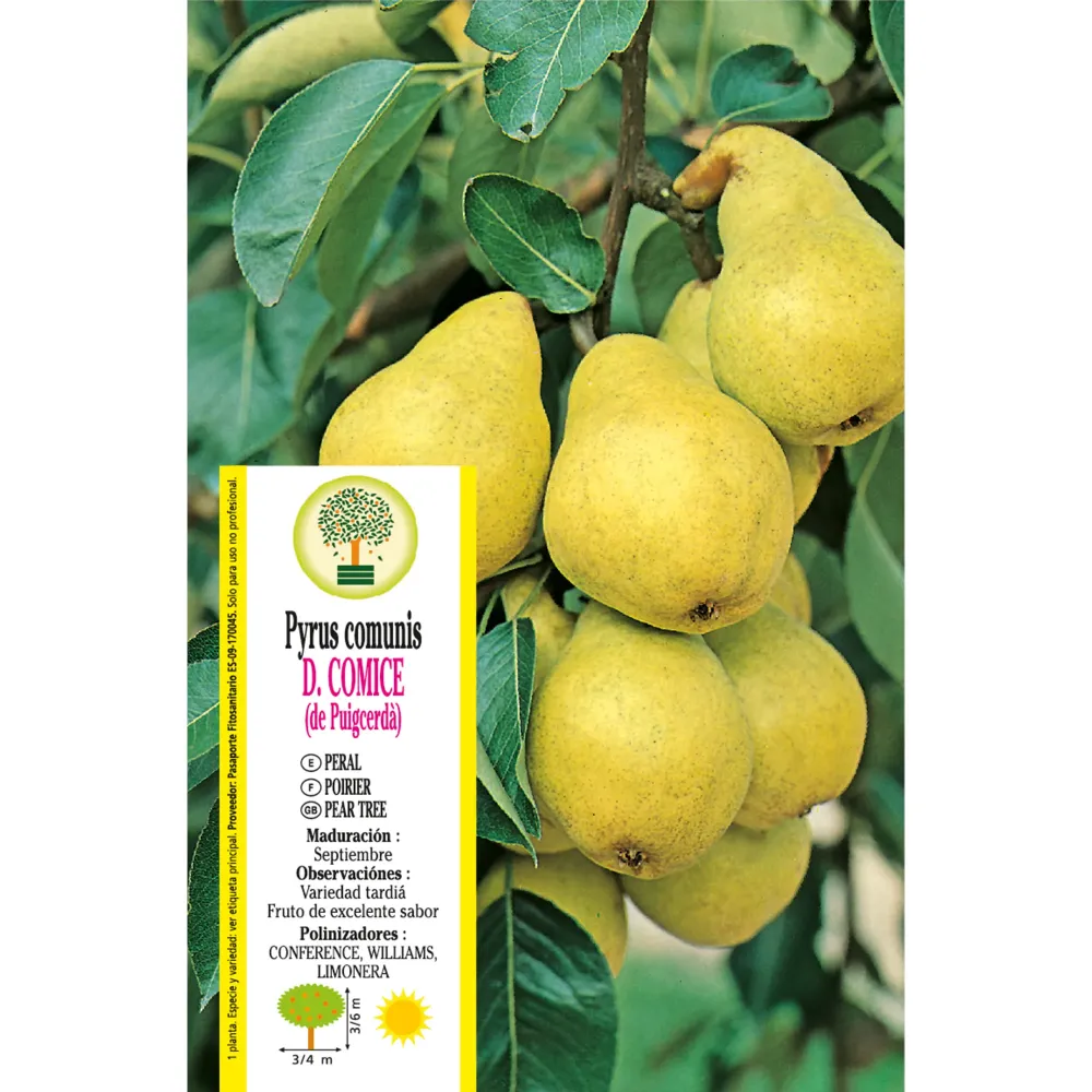 Peral 'Doyenné du Comice' (Pyrus communis) con Pie Plegable