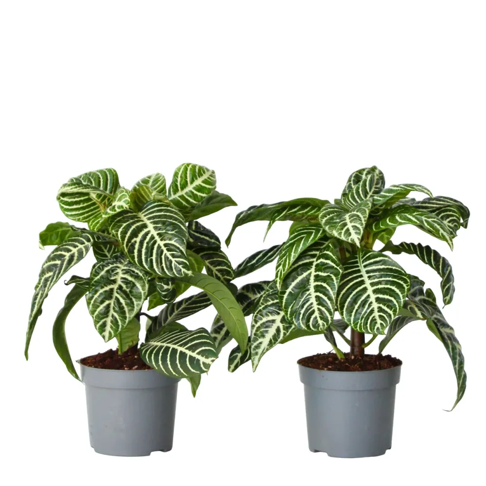 Planta Cebra - 2 Pzs - Aphelandra Squarrosa 'botanica' - Altura 25-45cm - ⌀13cm