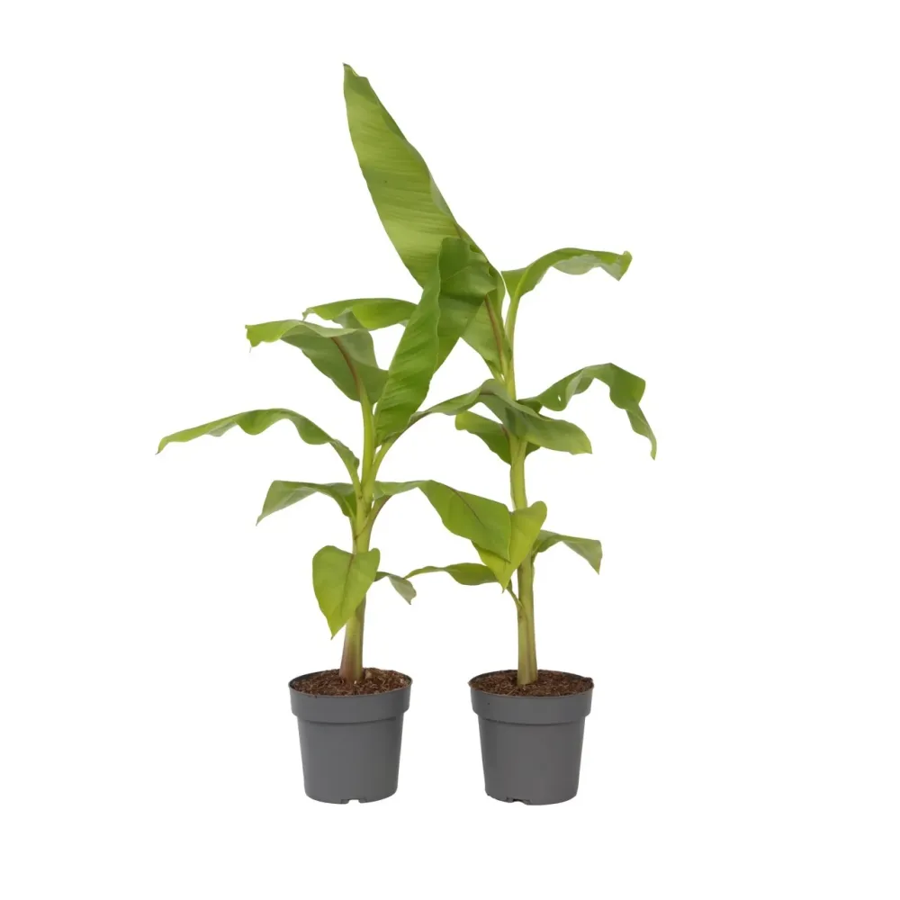 Premium para Exteriores Platanera - 2 Pzs - Musa Basjoo - Altura 55-70cm - ⌀21cm