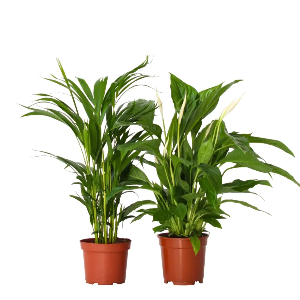 Dúo Verde - 2 Pzs - Spathiphyllum Dypsis Lutescens - Altura 60-75cm - ⌀17cm con 2 ños de Garantí