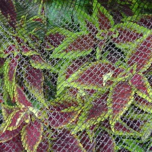Red para aves y estanques Dewitt BPN1445 de 14' x 45'