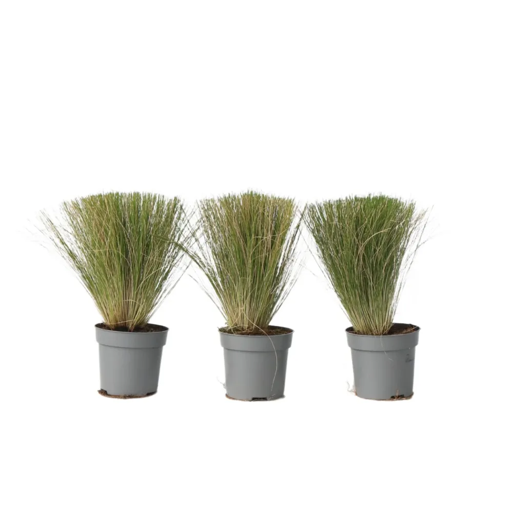 Nassella Tenuissima - 3 Pzs - Stipa Tenuifolia 'pony Tails' - A20-30cm - ⌀9cm con Empuñadura Ergonómica