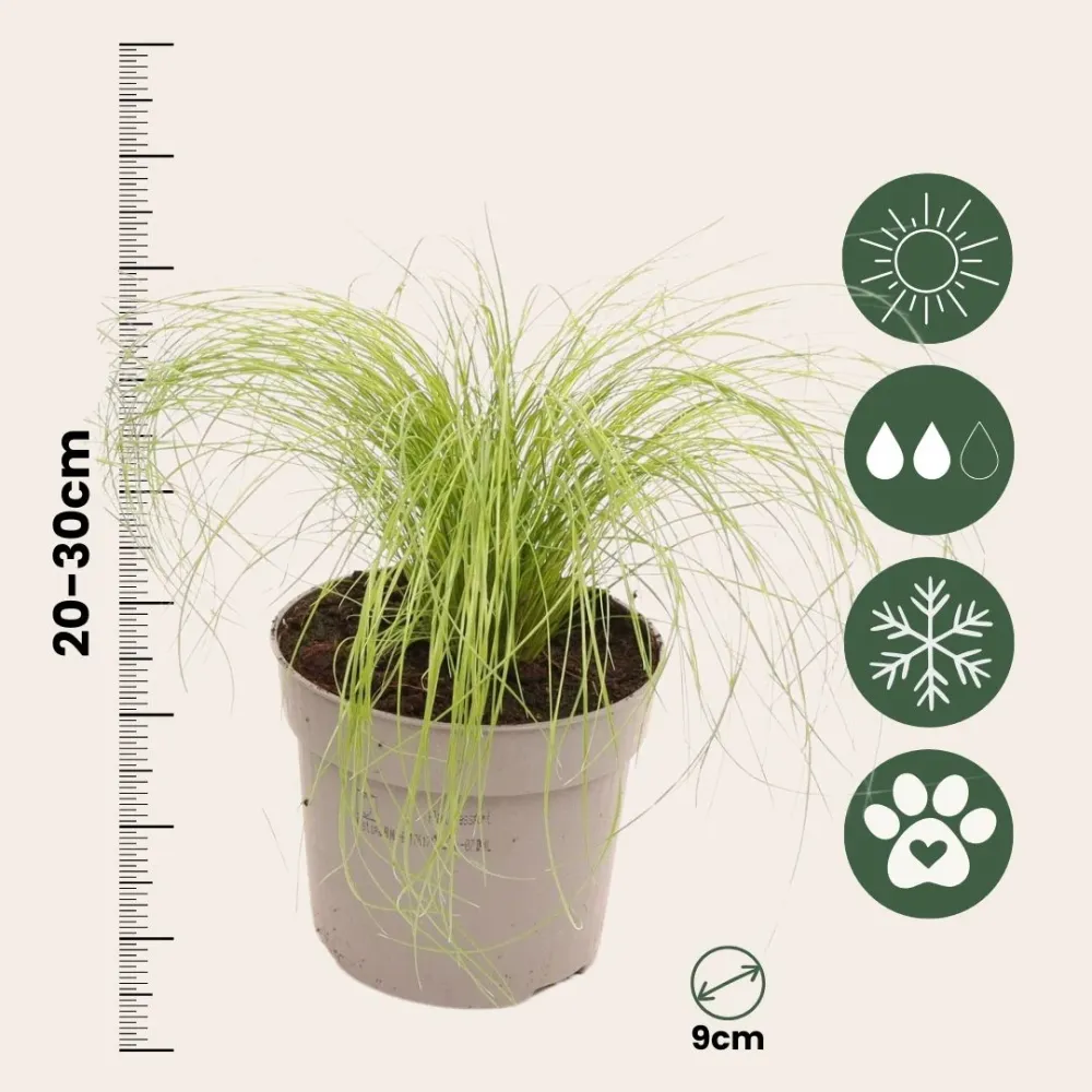 Nassella Tenuissima - 3 Pzs - Stipa Tenuifolia 'pony Tails' - A20-30cm - ⌀9cm con Empuñadura Ergonómica