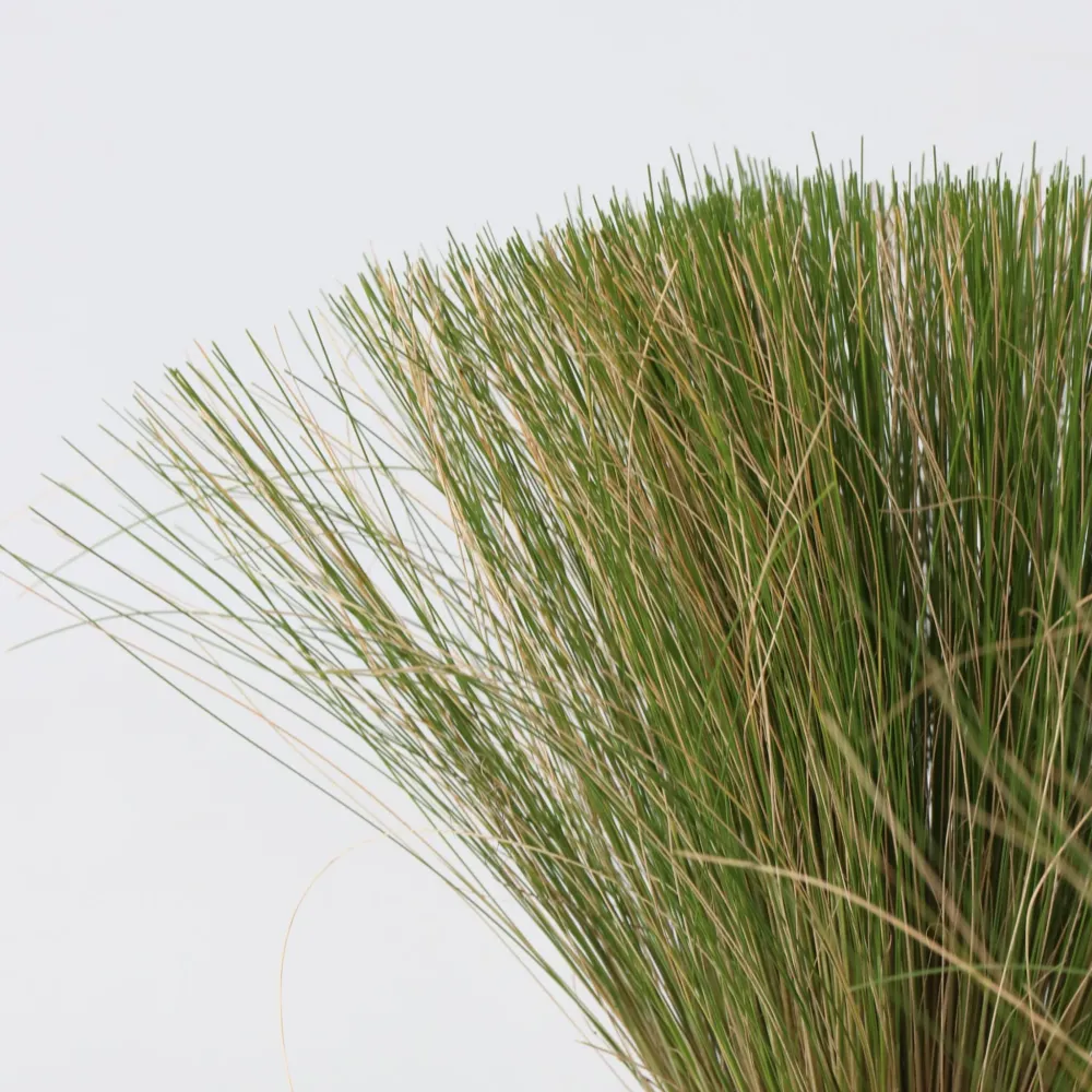Nassella Tenuissima - 3 Pzs - Stipa Tenuifolia 'pony Tails' - A20-30cm - ⌀9cm con Empuñadura Ergonómica
