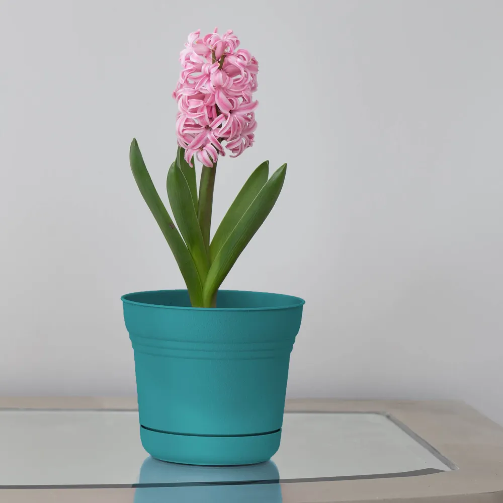 Maceta Calypso de resina Bloem de 11,4 cm de alto x 12,7 cm de diámetro (paquete de 12) - Oferta de la semana