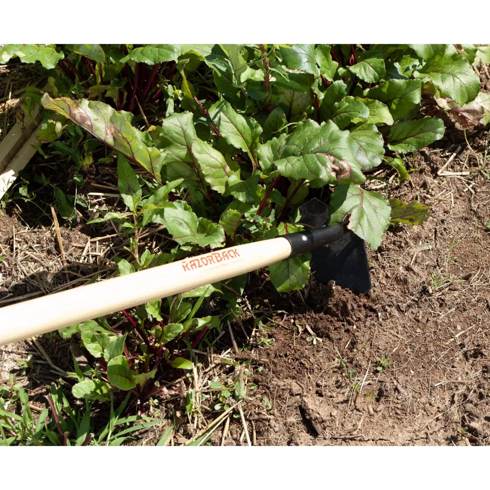 Azada de acero para remolacha y vivero con mango de madera de 54 pulgadas Razor-Back
