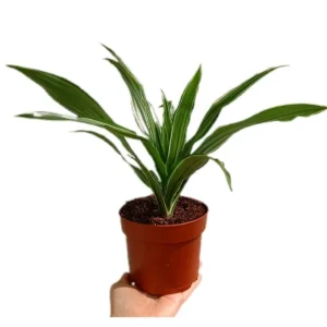 Dracena Warneckei M12 | Kit Completo de Instalación