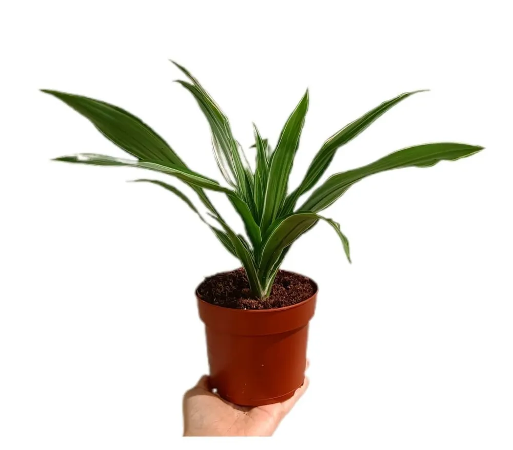 Dracena Warneckei M12 | Kit Completo de Instalación
