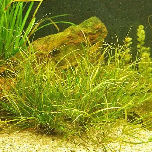 Profesional para Jardinerí Juncus repens