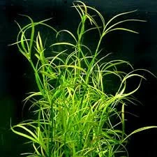 Profesional para Jardinerí Juncus repens