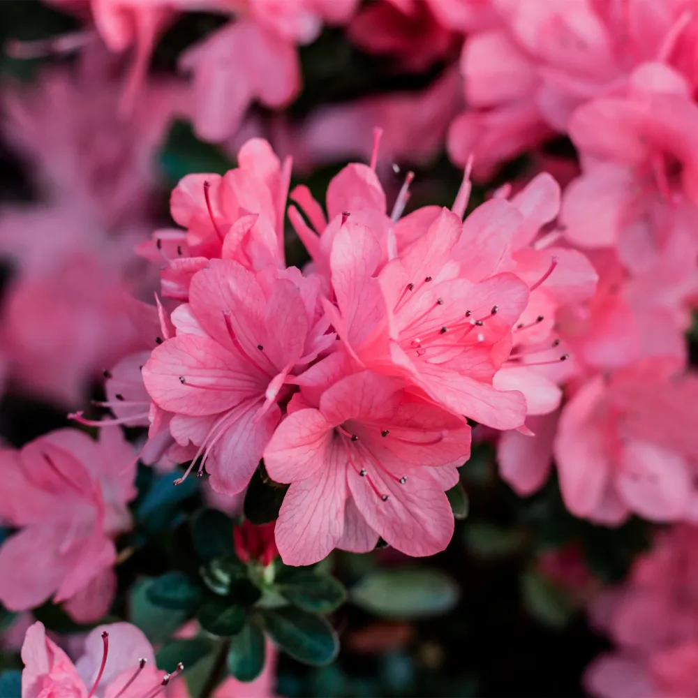 Resistente la Intemperie Azalea japonica