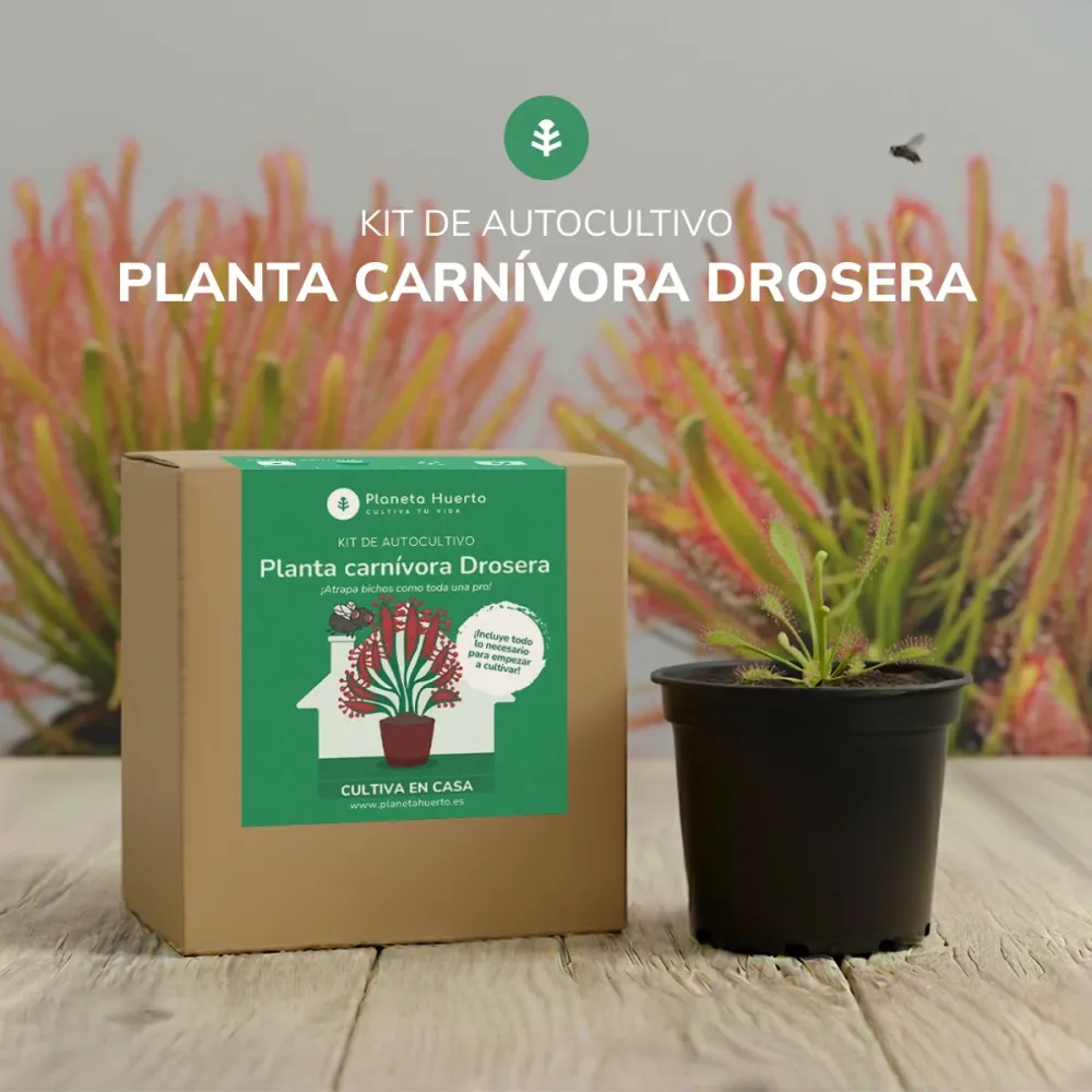 Kit de autocultivo Planta carnívora Drosera Planeta Huerto con 3 Cabezales de Riego