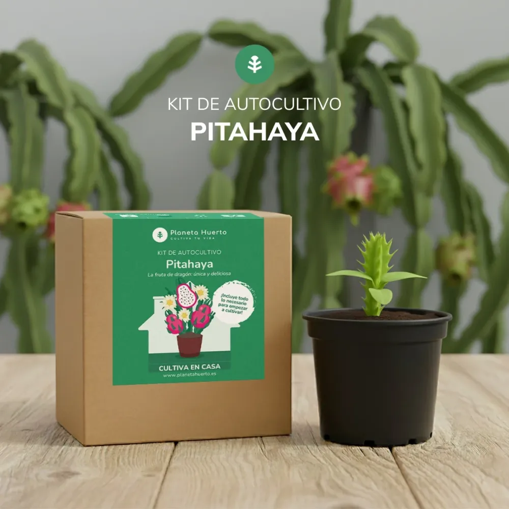 Kit de autocultivo Pitahaya Fruta dragón Planeta Huerto con Drenaje Mejorado