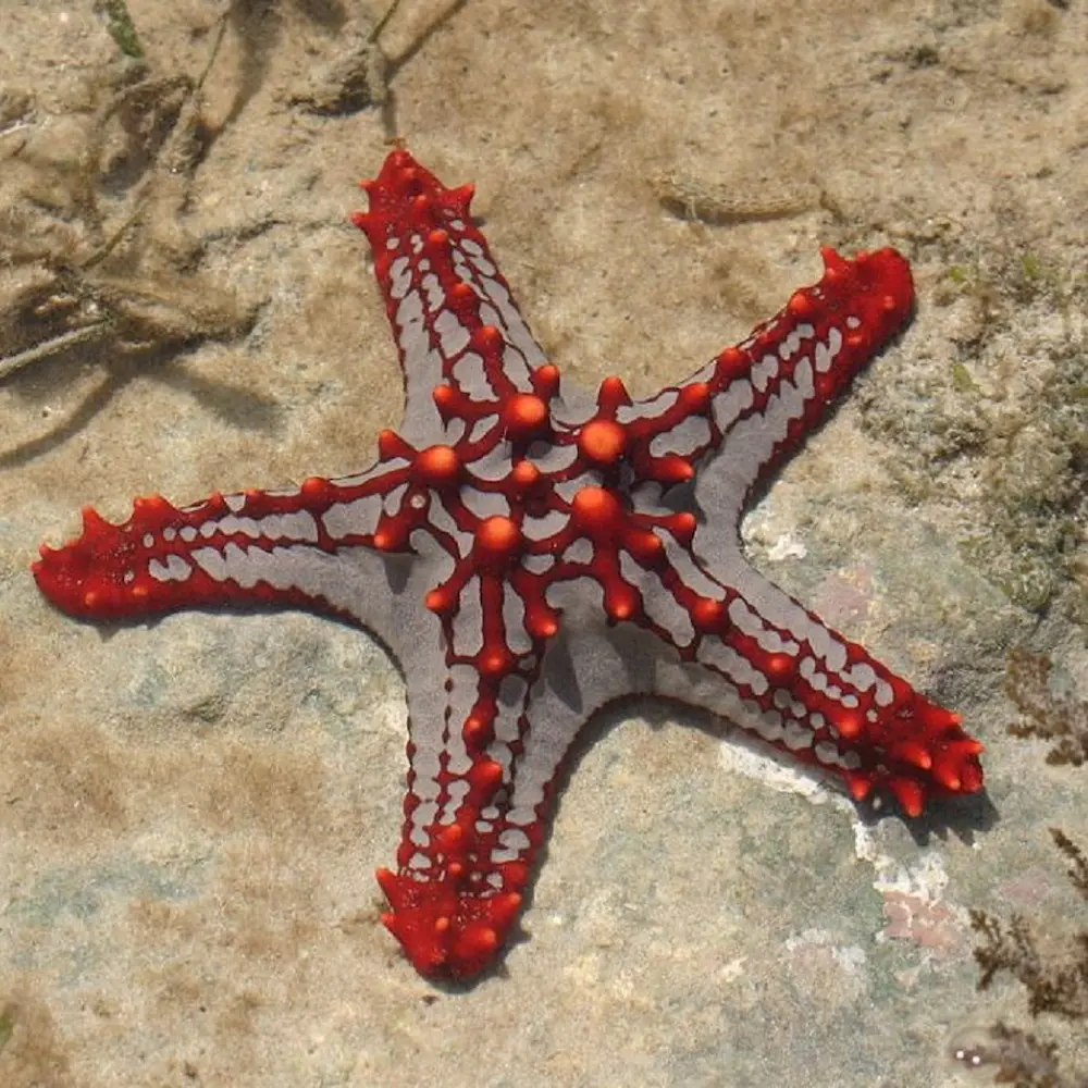 Kit de Oxigenación Protoreaster lincki – Estrella de Mar Colorida para Acuario Marino