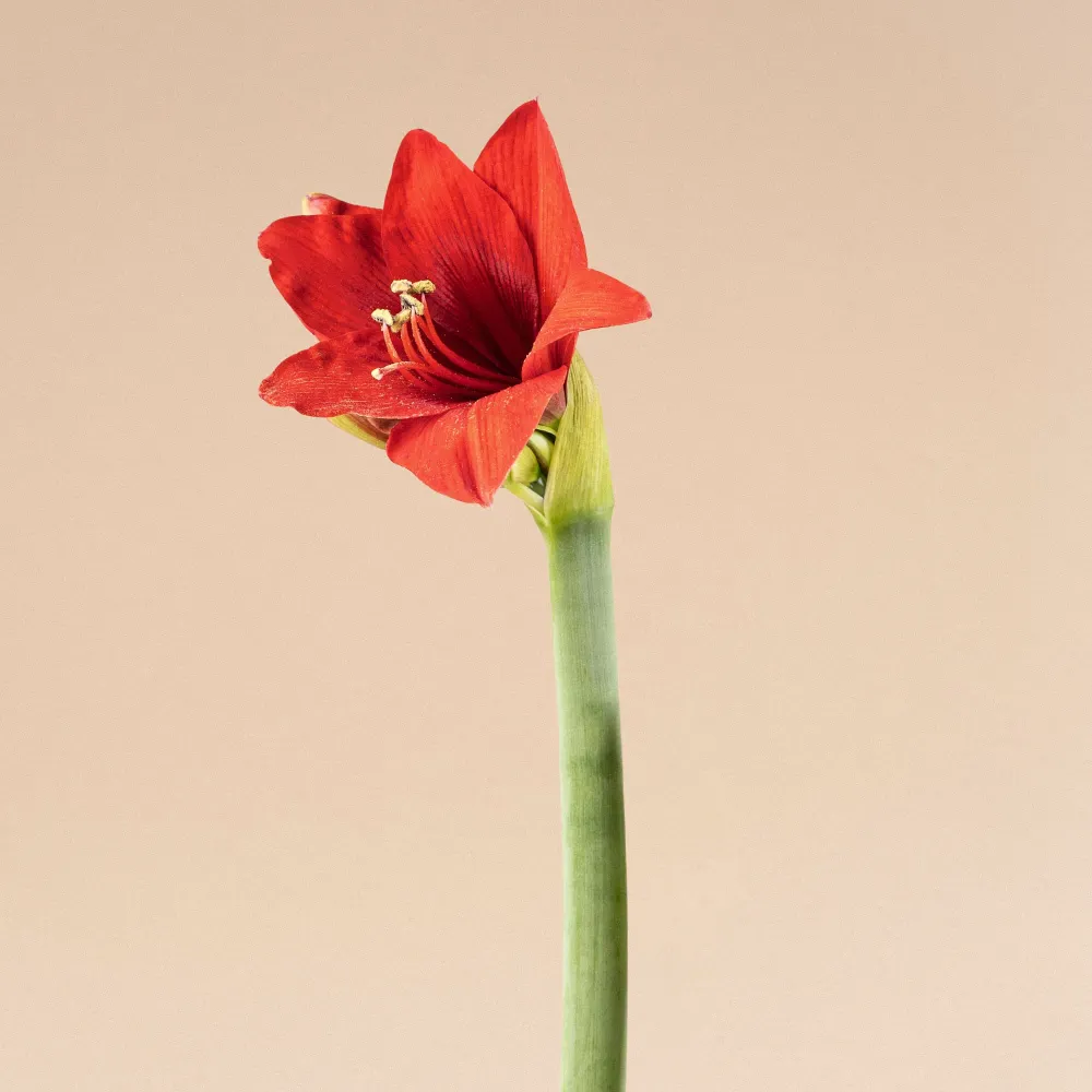 Amarilis (hippeastrum) con Montaje en Estaca