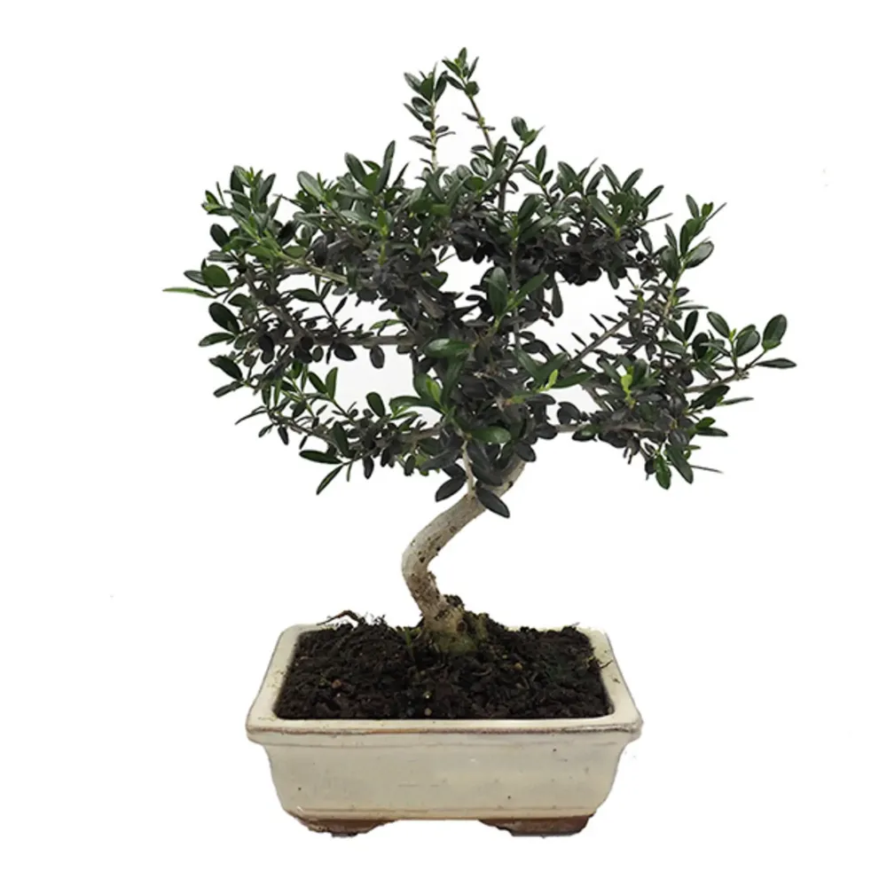 Bonsai Olivo silvestre (Olea oleaster) con Diseño de Huella de Perro