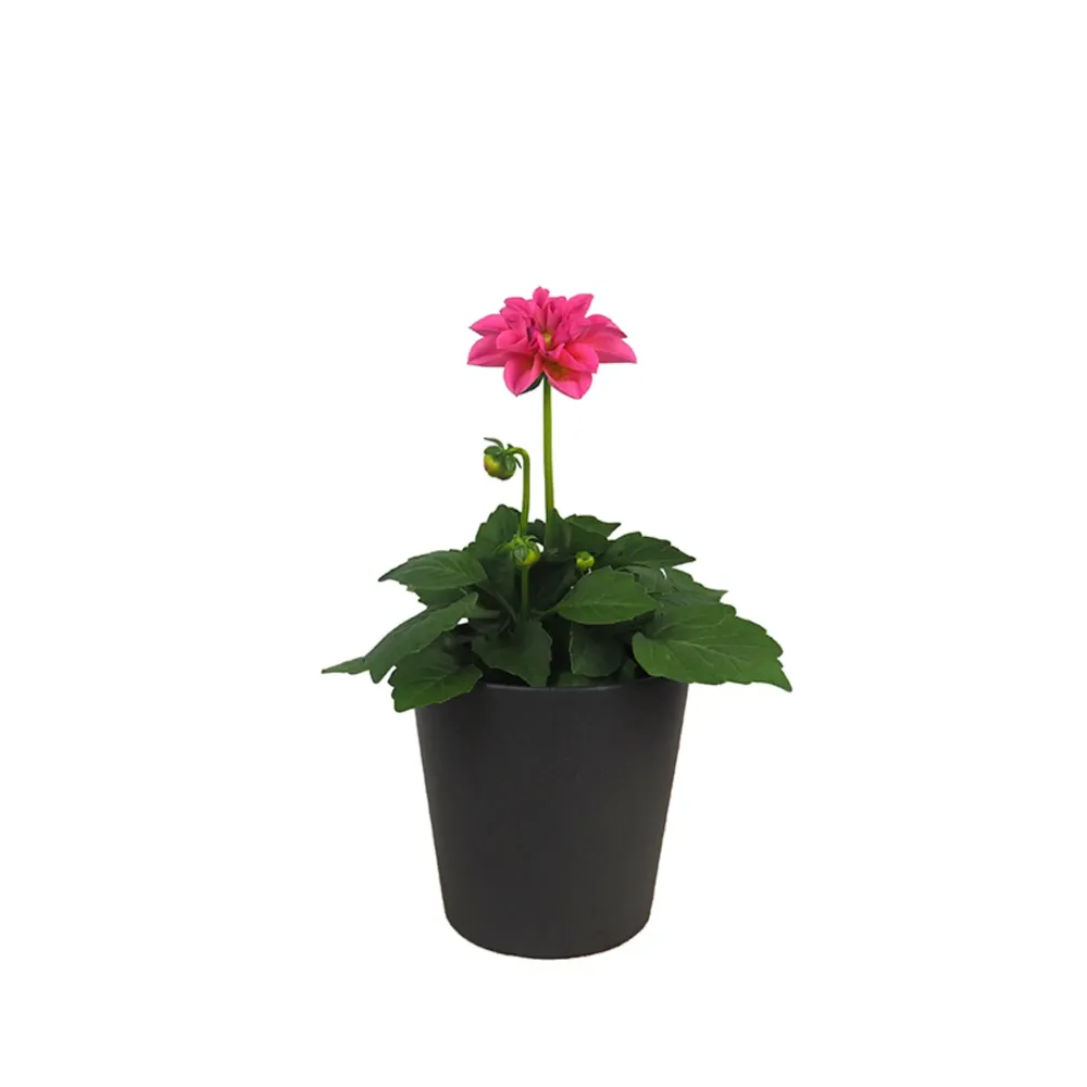 Cartel de Bienvenida Dahlia ×hortensis