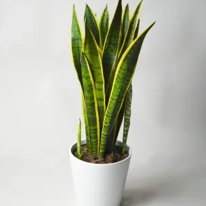 Cartel de Bienvenida Sansevieria Laurentii | Altura 75cm - Maceta 21cm