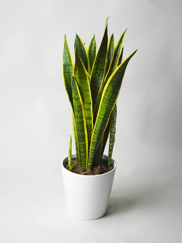 Cartel de Bienvenida Sansevieria Laurentii | Altura 75cm - Maceta 21cm