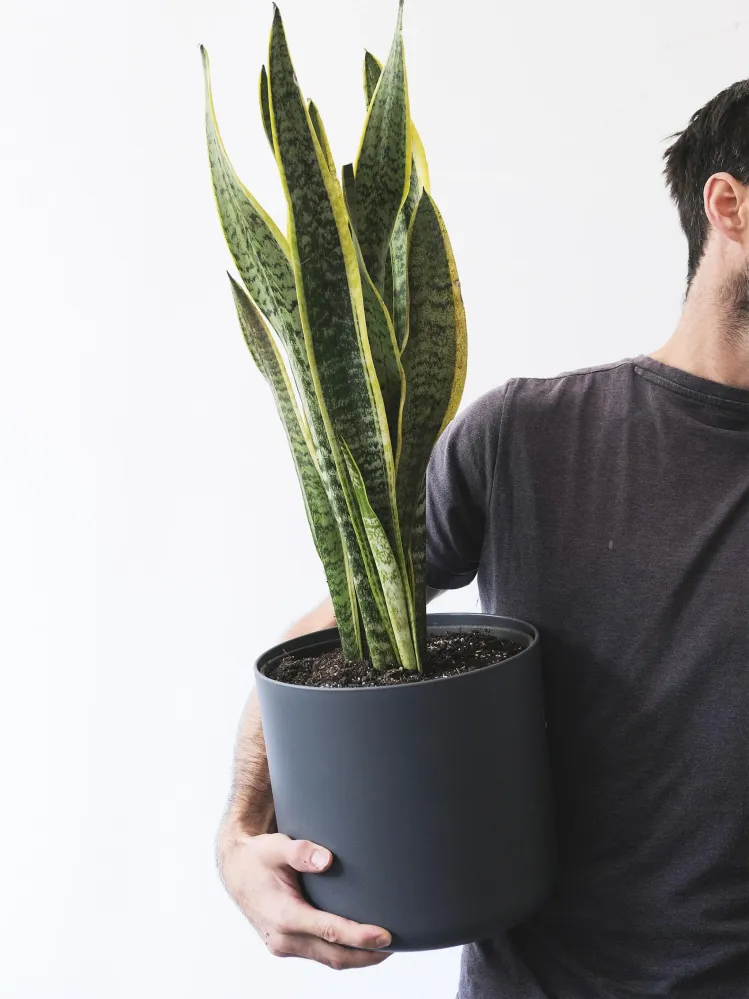 Cartel de Bienvenida Sansevieria Laurentii | Altura 75cm - Maceta 21cm