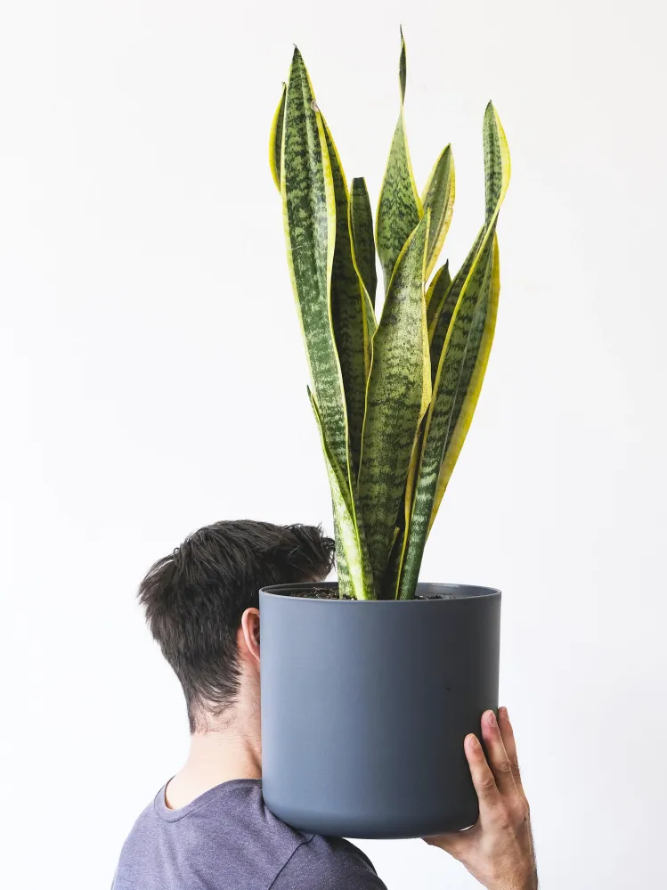 Cartel de Bienvenida Sansevieria Laurentii | Altura 75cm - Maceta 21cm