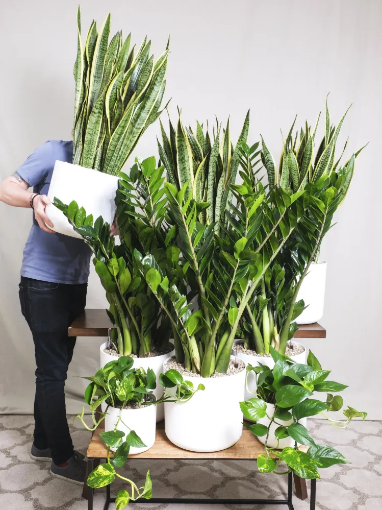 Cartel de Bienvenida Sansevieria Laurentii | Altura 75cm - Maceta 21cm