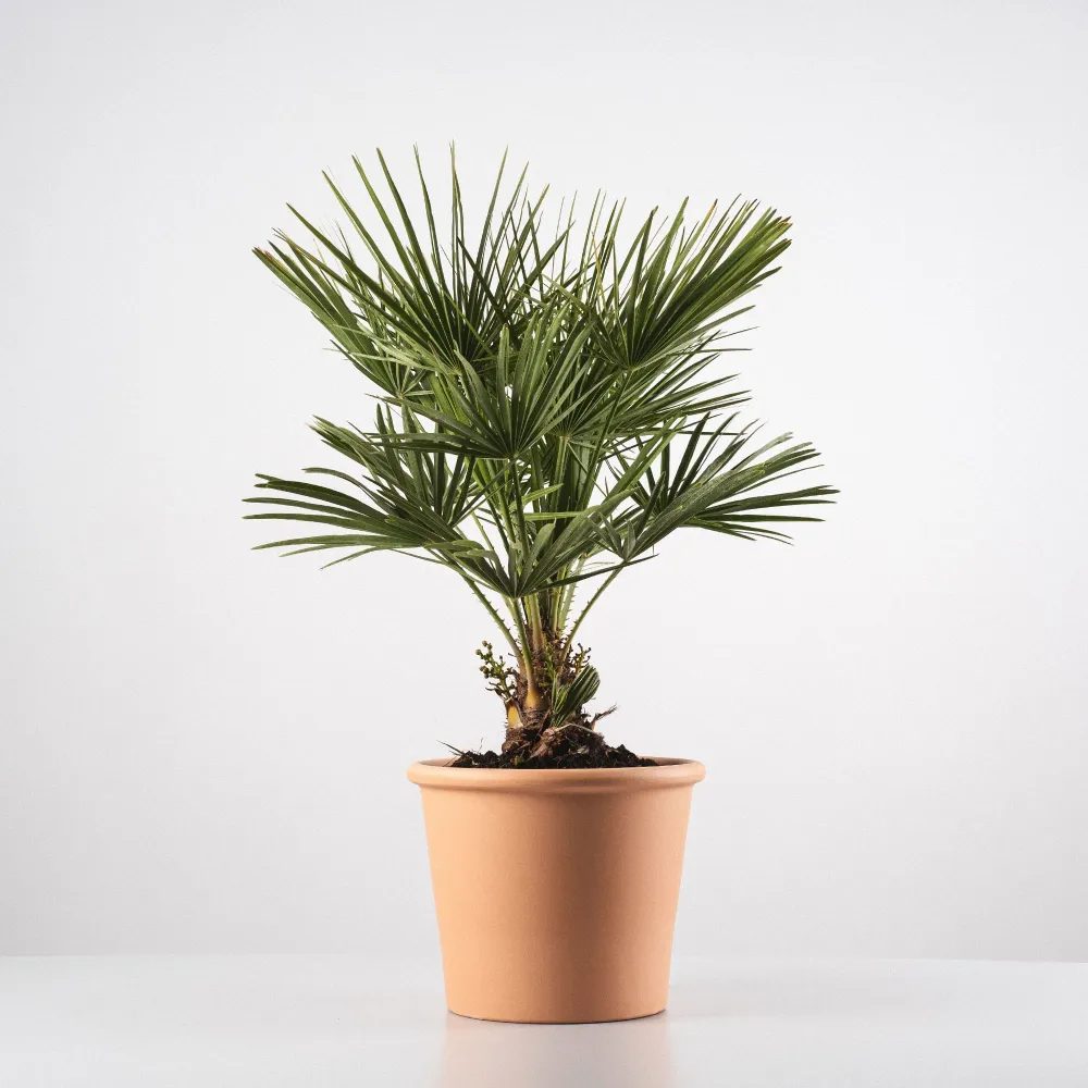Chamaerops humilis (Palmito) en Tamaño 30x20 cm