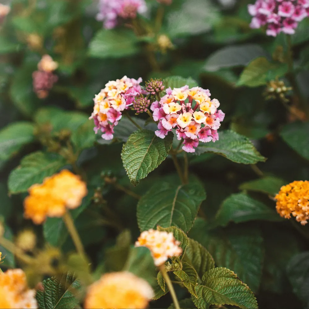 Decorativo Premium Lantana camara