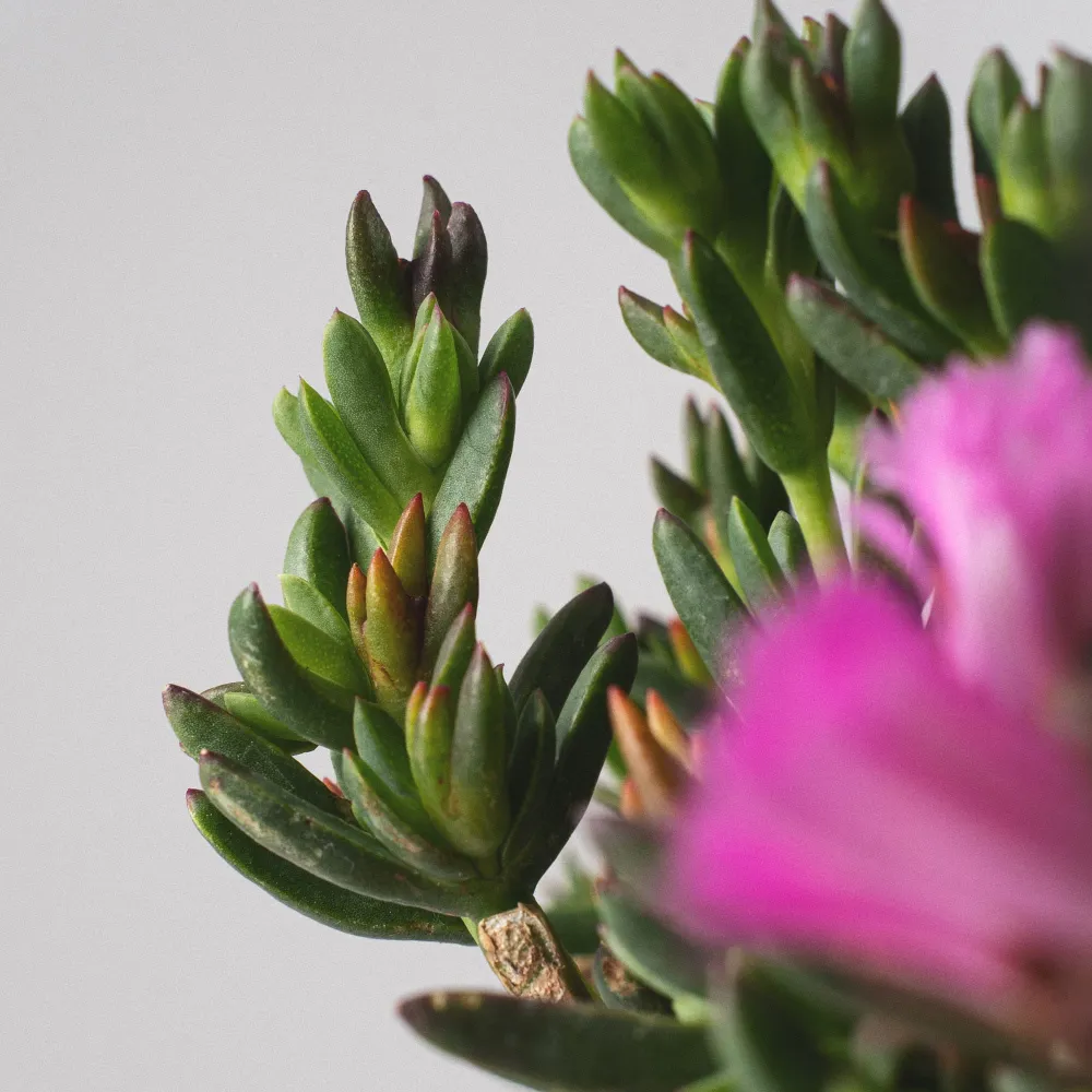 Lampranthus con Base Incluida