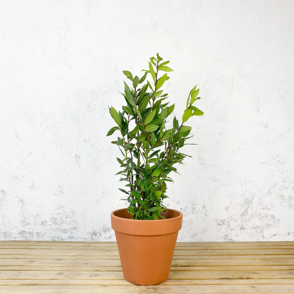 Laurel (Laurus nobilis) con Montaje en Estaca