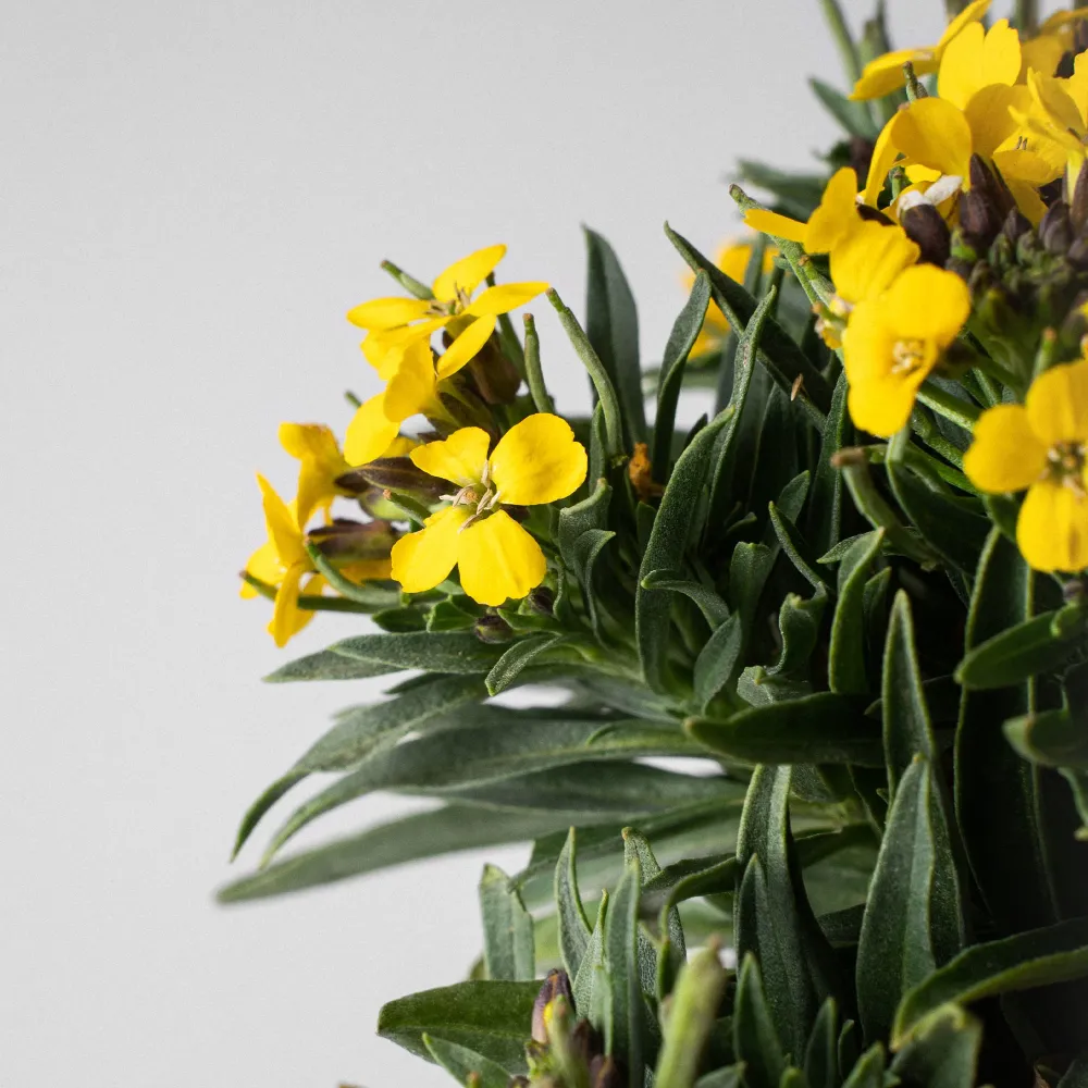 Señal Decorativa de Exterior Erysimum - Alhelí amarillo