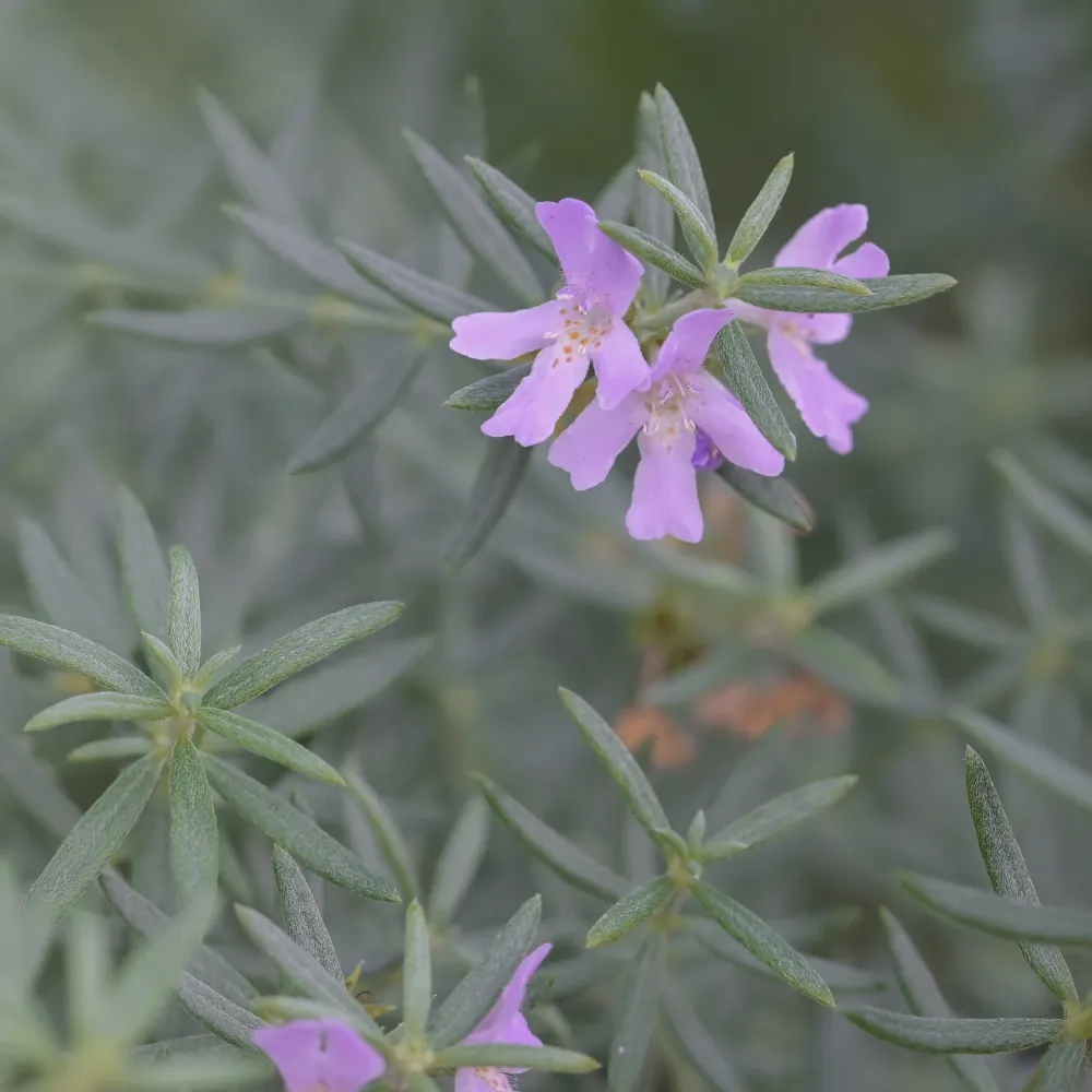 Westringia longifolia (Romero Auestraliano) con Acabado Resistente la Intemperie