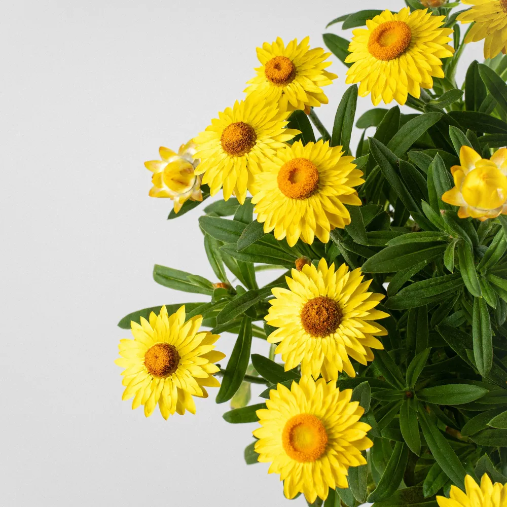 Xerochrysum bracteatum (Flor de papel) para Jardín y Exterior