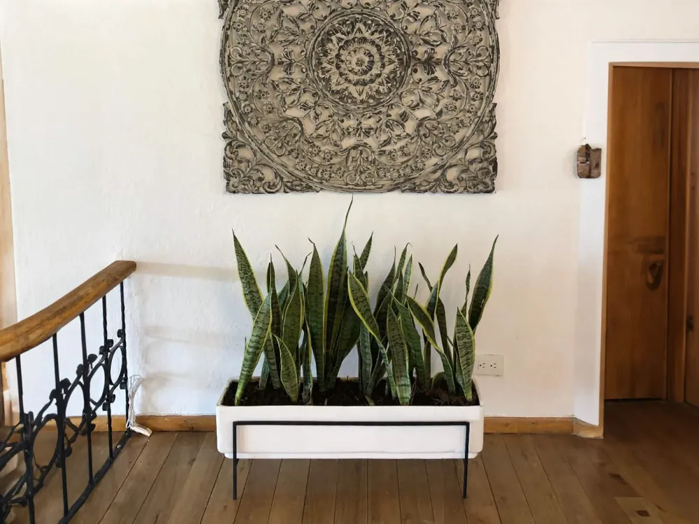Plato de Drenaje Profundo Maceta Jardinera Praga + Soporte Blanca Rectangular 60x20cm Terra Verde