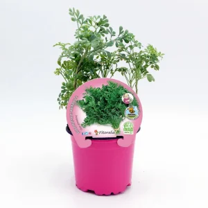Ruda En Maceta 10,5 Cm. Sin procesar - Fitoralia para Plantas de Interior
