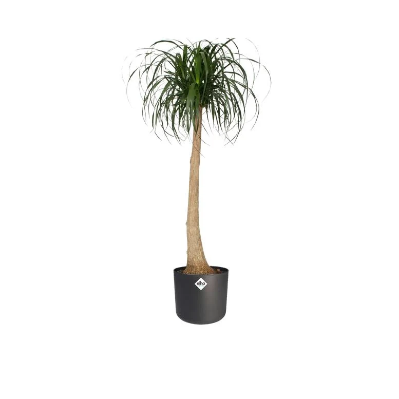 Macetero B. Suave Round Elho Antracita 14 cm
