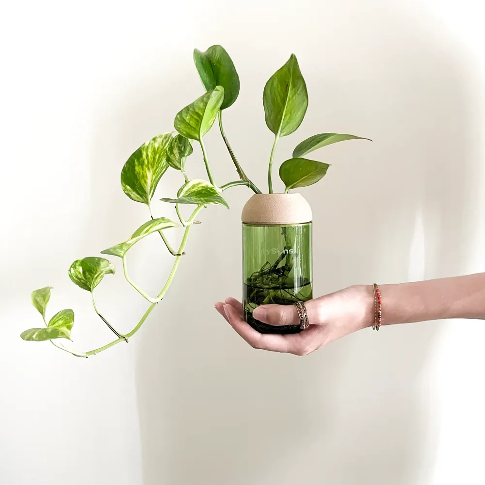 Macetero Transparente Citysens Con Planta Y Soporte De Pino – Verde, Vidrio Reutilizado Y Biofilamento De Madera 3d Compat...