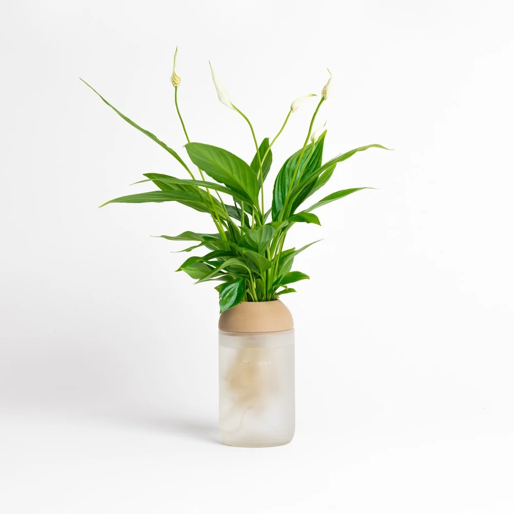 Macetero Transparente Citysens Con Soporte De Pino – Blanco Matizado, Vidrio Reutilizado Y Biofilamento De Madera 3d | Mat...