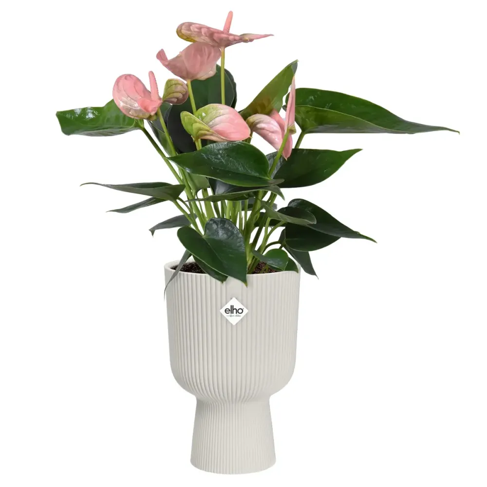 Macetero vibes fold coupe silky alabastro Elho 14 cm